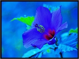 Błękit, Kwiat, Hibiskus